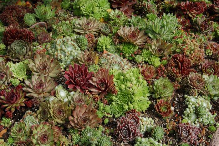 Sempervivum Dachwurz Hauswurz